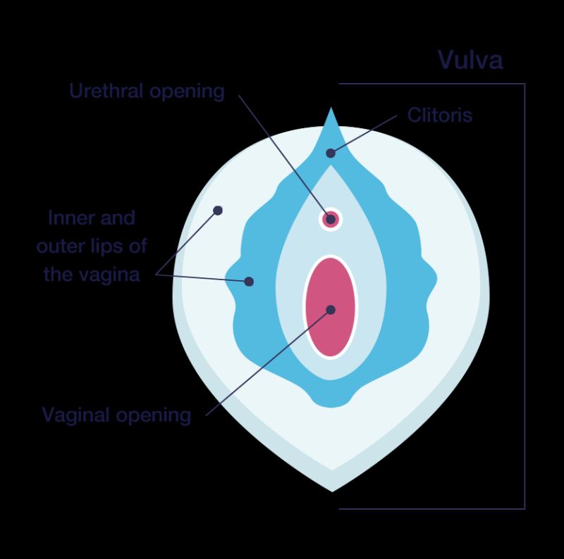 Normal Labial Appearance Sexdicted