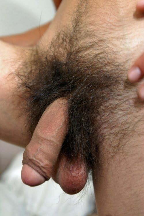 hairy male pubes penis