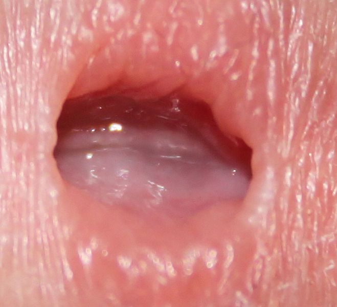 close up penis in vulva