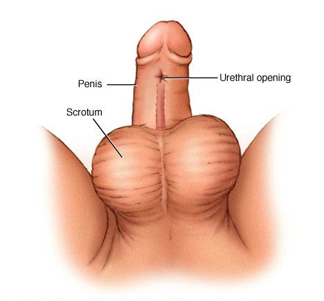 Perfect Cock - Healthy Looking Penis - Sexdicted