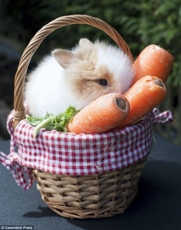 dennis hoff bunny farm