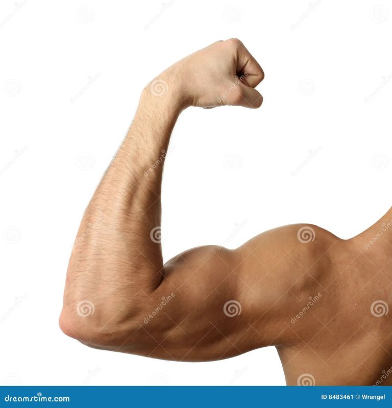 bicep sketch