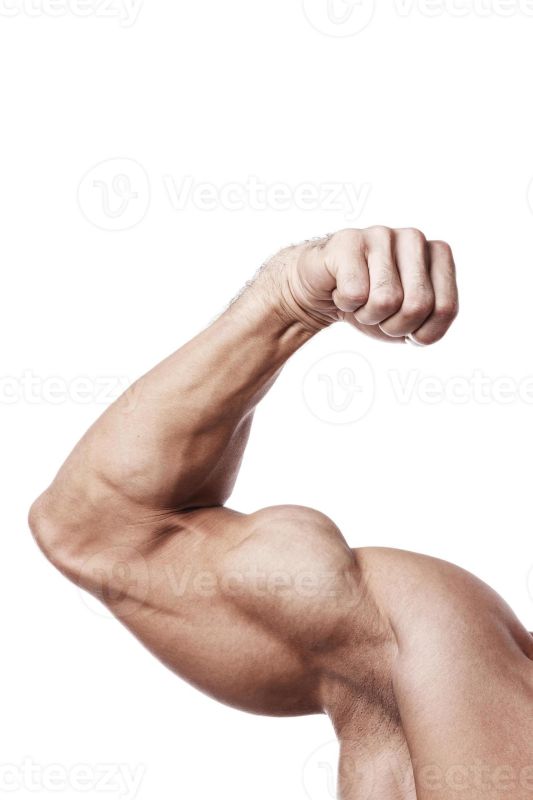 bicep muscle group