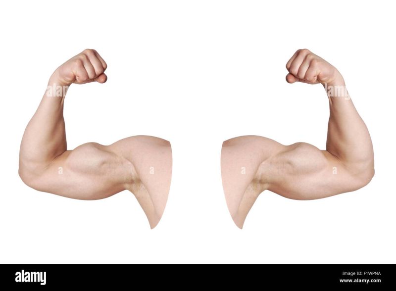 where are the biceps