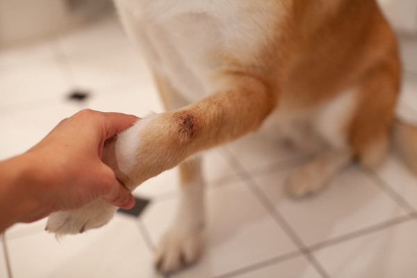 subcutaneous granuloma annulare