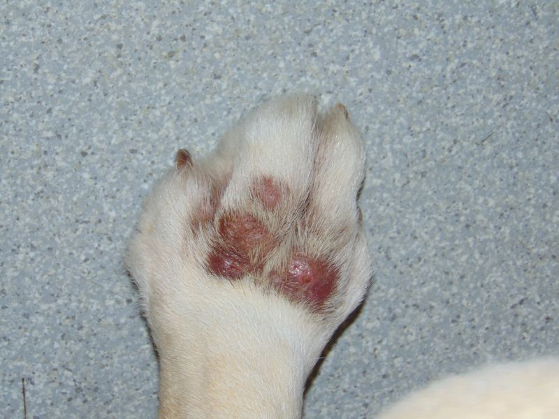 bandaging lick granuloma on cat