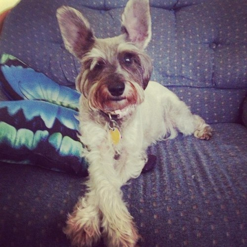 tumblr canine