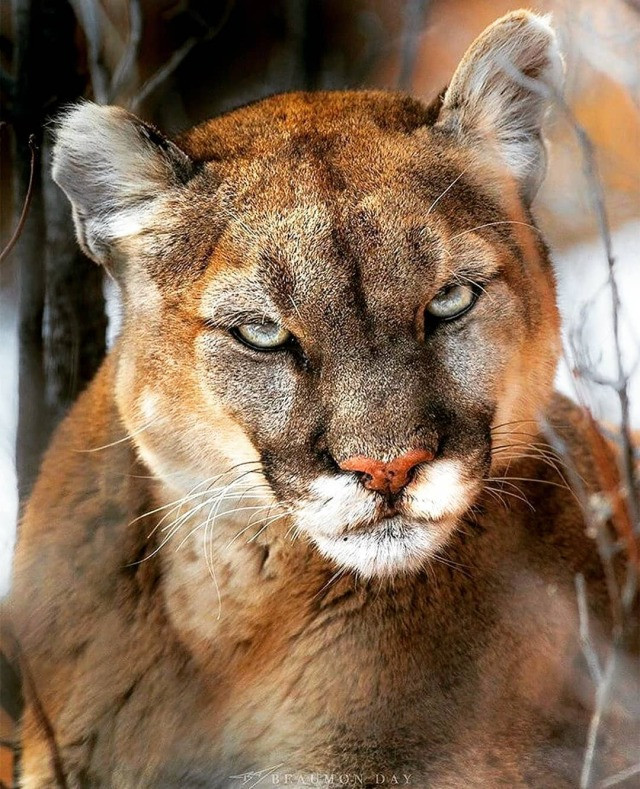 cougar life profile pics